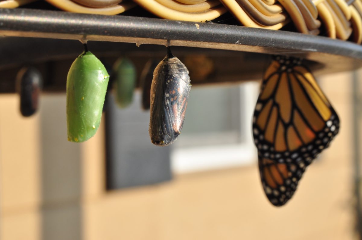 caterpillar to cocoon to butterfly